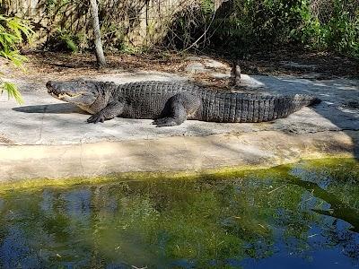 Croc Encounters