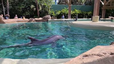 Dolphin Nursery