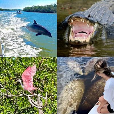 Manatee Sightseeing and Wildlife Adventures