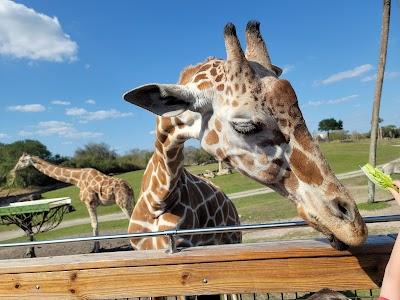 Serengeti Safari