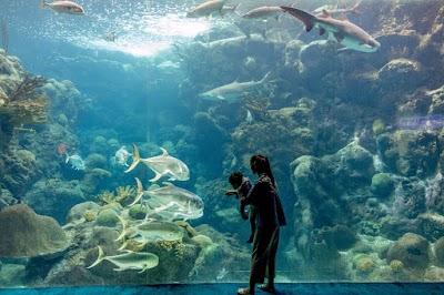 The Florida Aquarium